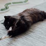 What are my preferred roles? a black cat playing with a rope