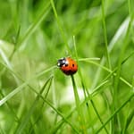 The hunt for a kernel bug, part 1 nature insect ladybug bug