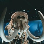 You can now follow my blog from the Fediverse! front view on animals head on exhibition
