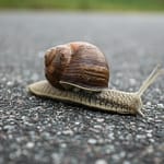 ๐ก Spreadsheets, Photos, and the Art of Moving Out close up of snail on ground